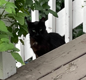 Black cat with white marking on neck