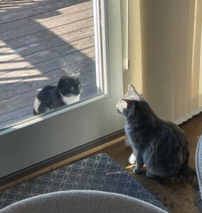 grey cat, tuxedo cat