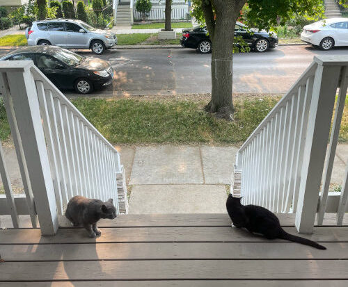 two cats on a porch