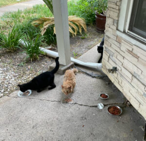 three cats eating food under a porch