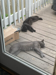 two cats sleeping on a deck